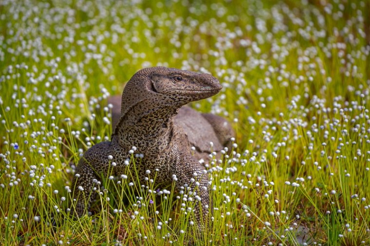 009 Wilpattu NP, bengaalse varaan.jpg